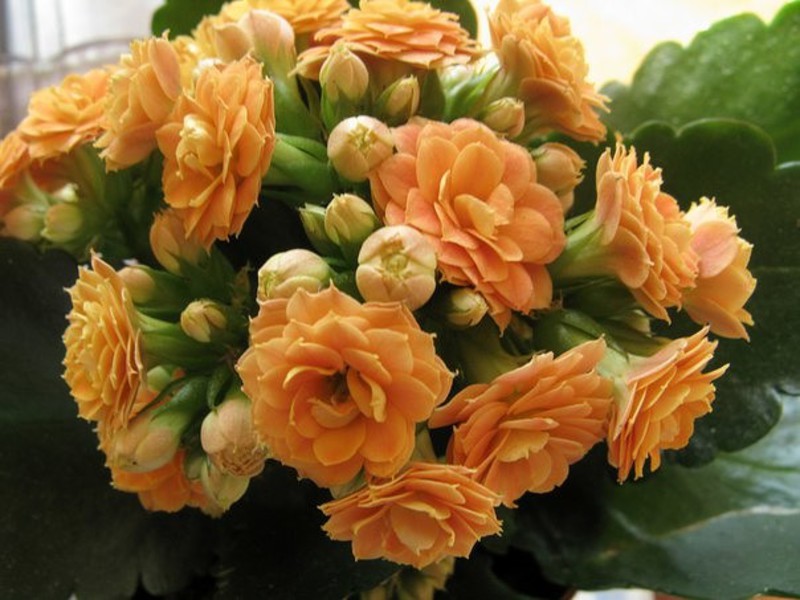 He de tallar Kalanchoe