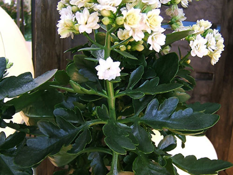 How to properly water Kalanchoe