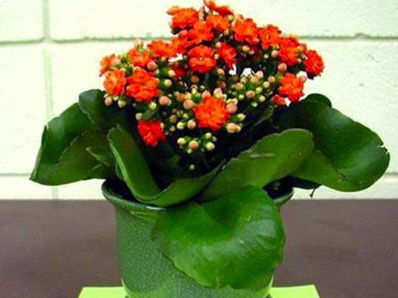 Kalanchoe'ye nasıl bakılır