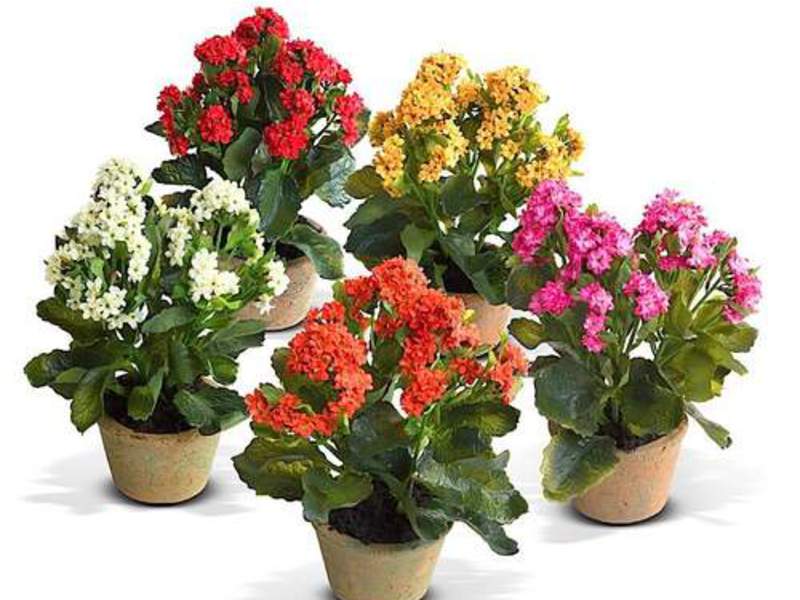 Kalanchoe หลายประเภทปลูกในบ้าน