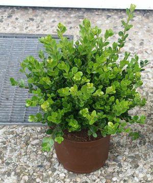 Buxus is wintergroen.