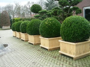 Buxus planten en verzorgen