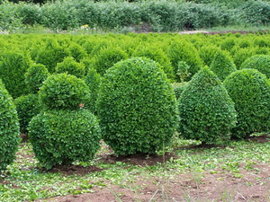 Hoe buxus te verplanten