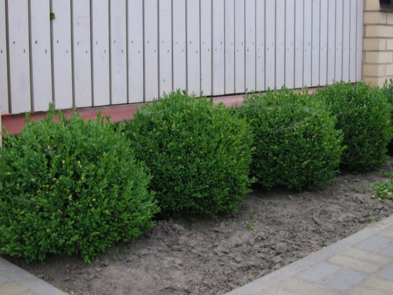 Features of the boxwood plant