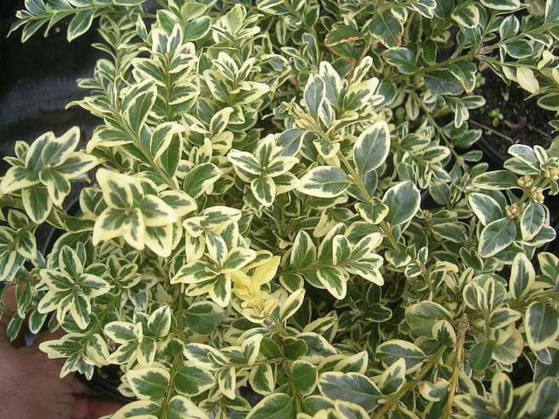 Uses of evergreen boxwood