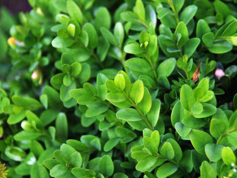 Boxwood vesnic verde