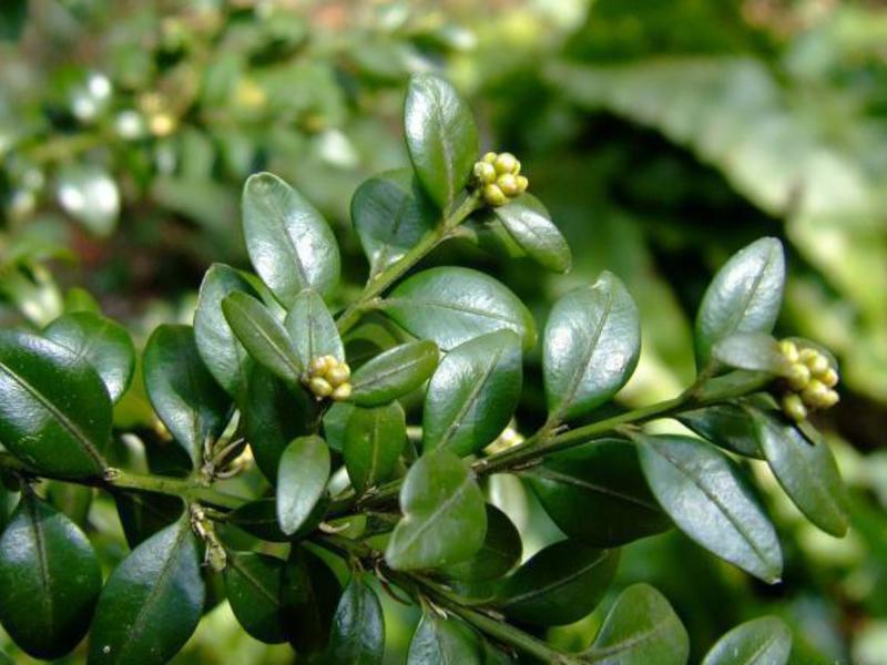 Boxwood care