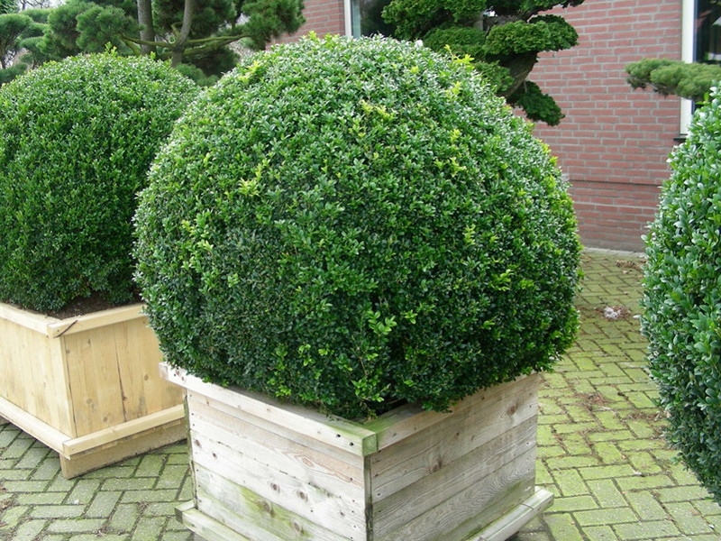 How to properly prune a boxwood bush