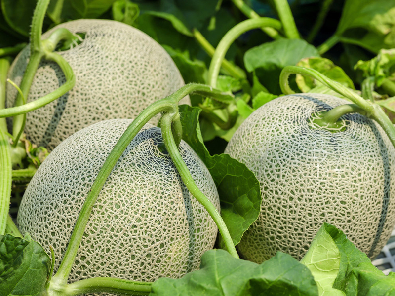 Liste over populære cantaloupesorter