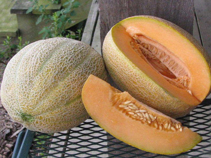 Jenis tembikai melon baru yang popular