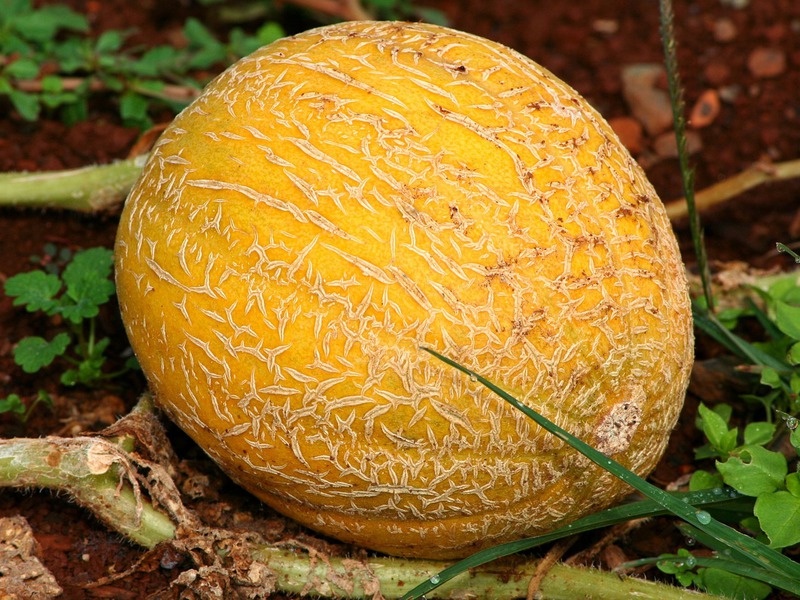 A Carmelite Cantaloupe leírása