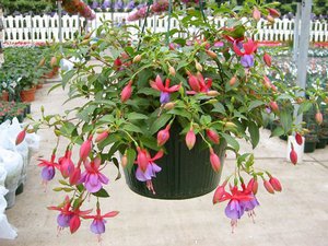 Fuchsia thuiszorg