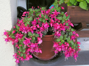 Fuchsia Blütezeit