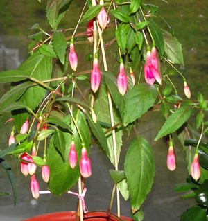 Fuchsia diseases