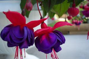 Fuchsia înflorită