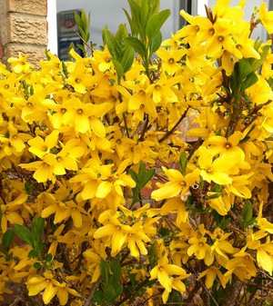 Προϋποθέσεις για το φυτό forsythia