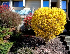 Kuinka istuttaa forsythia