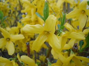 Forsythia augalų veislės