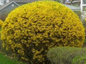 Choroby forsythia