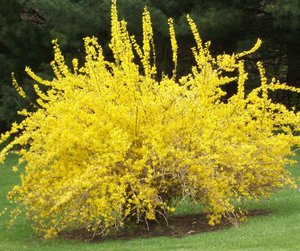 Verwendung der Forsythienpflanze im Dekor