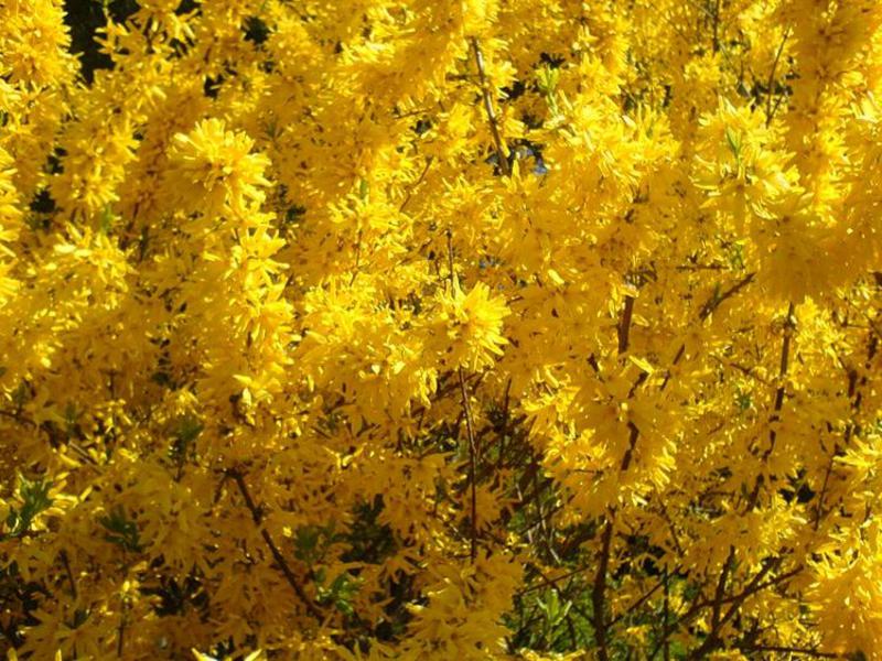 Kuinka kauan forsythia kukkii