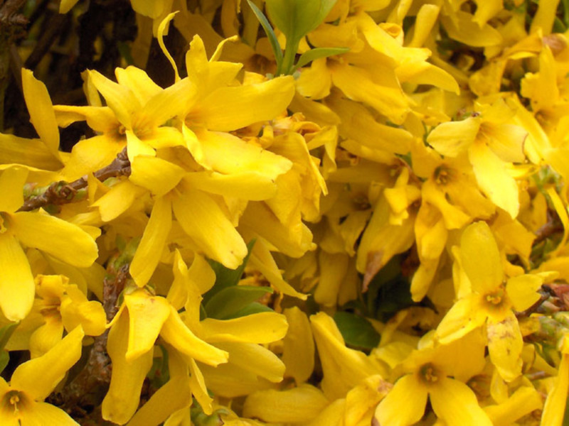 Forsythia kukkivassa tilassa