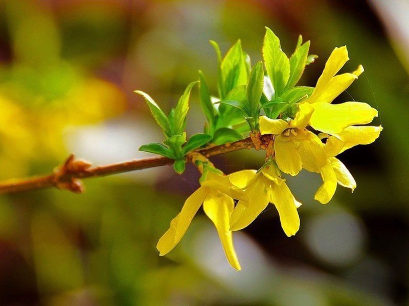 Τύποι forsythia