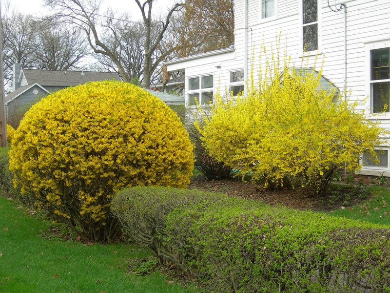 Làm thế nào để cắt forsythia