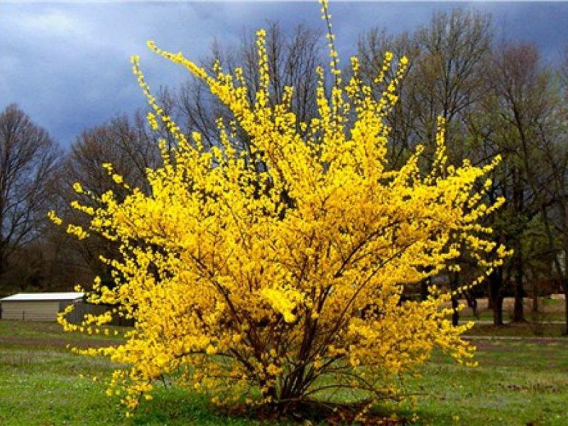 Sorten von Forsythien