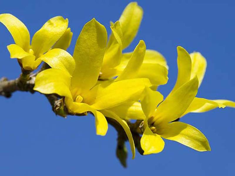 Usine de forsythia