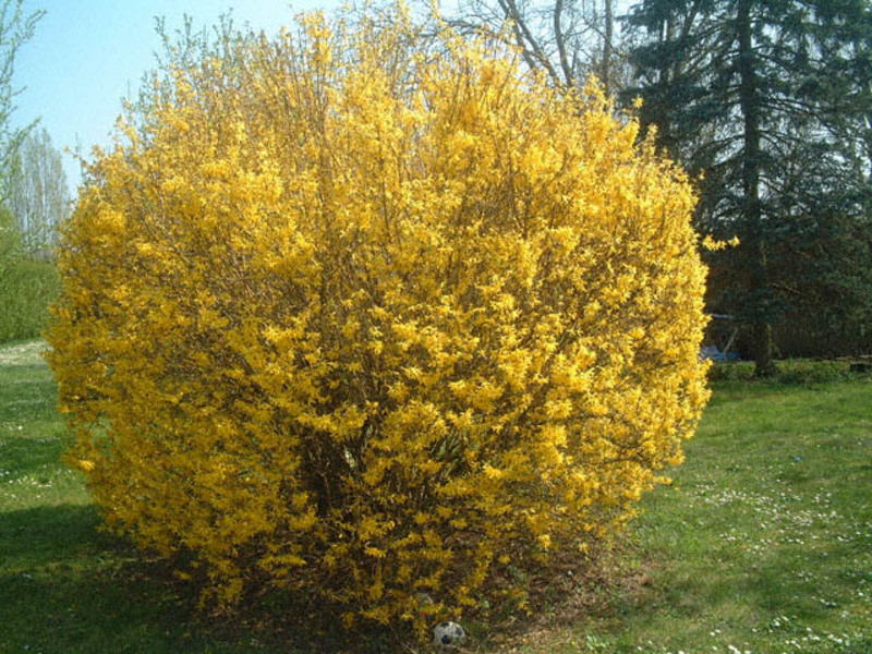 Planta de jardim forsítia