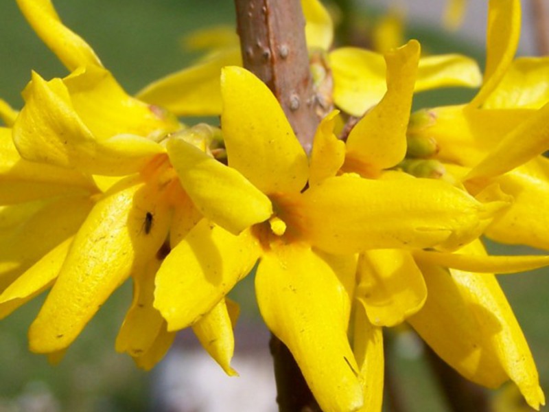 Druhy forsythia