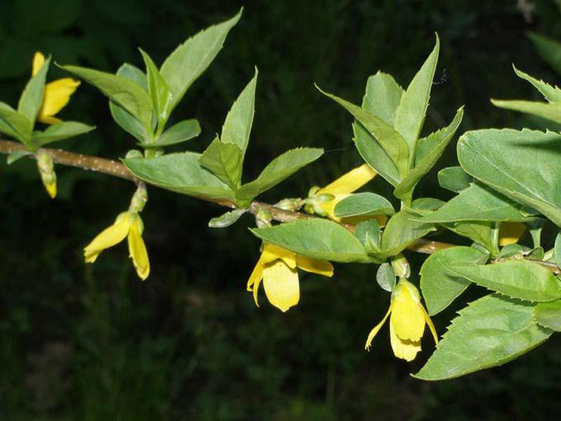 Tufiș de forsythia înflorit