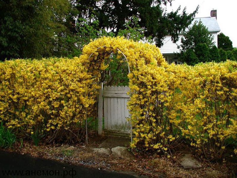 Η Forsythia αυξάνεται