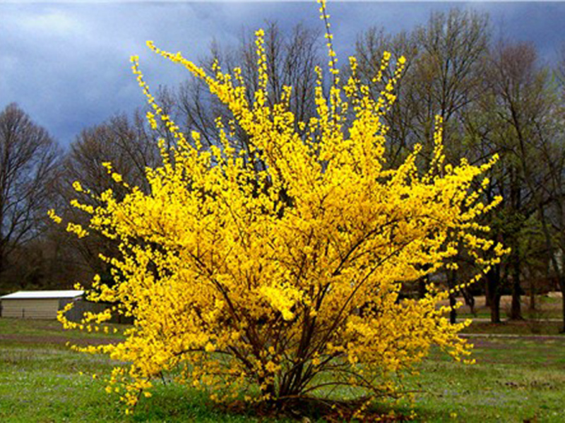 Trồng và chăm sóc forsythia