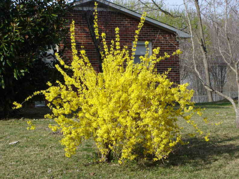 Wie die Forsythienpflanze verwendet wird