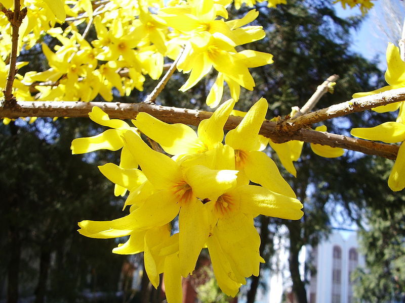 Vườn cây forsythia