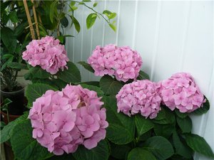 Luftfugtighed for hortensia