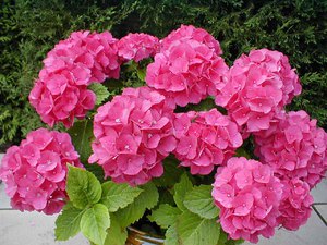 Hvilke forhold liker hortensia?