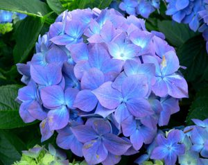 Paano maglipat ng hydrangea