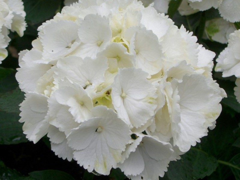 Thuis hortensia's kweken