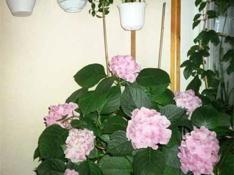 Hjem hortensia