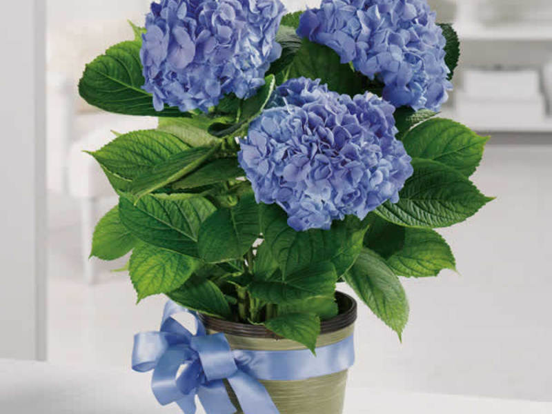 Tuinhortensia