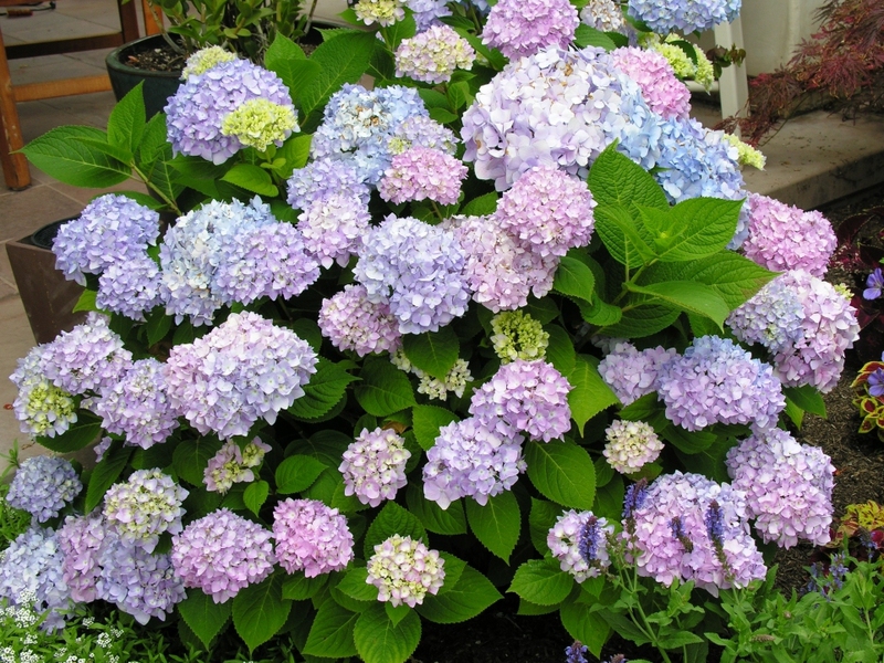 Fleurs d'hortensia