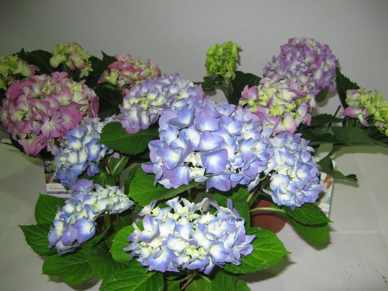 Hortensia blomster