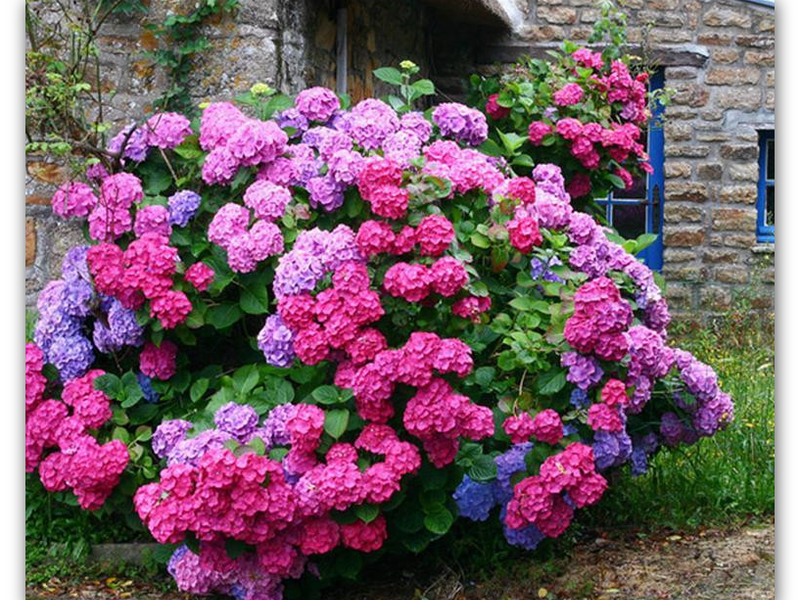 Indoor hortensia