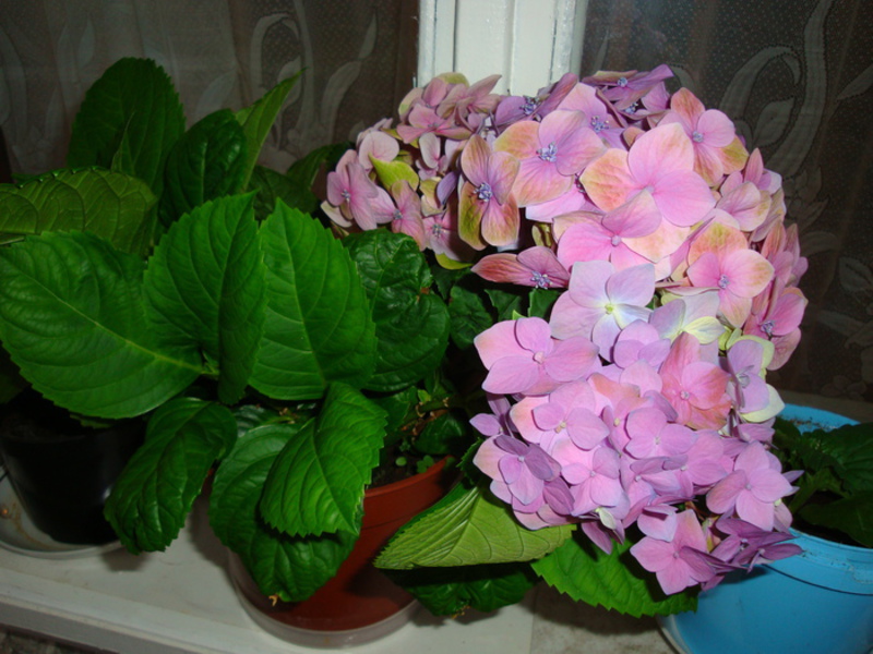 Variedad de hortensias