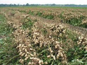 Contenido calórico de los cacahuetes