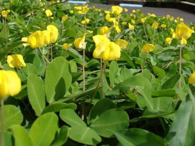 Peanut flowering period