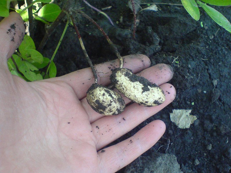 Contenido calórico de los cacahuetes